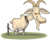 Old Goat Clip Art